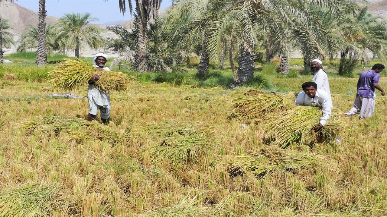 اختصاص ۸۵۰ هکتار از مزارع کشاورزی نیکشهر به کشت برنج
